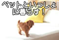 �y�b�g����
